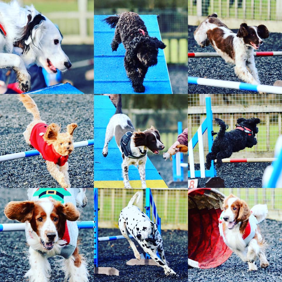 Dingley Dell Dog Training and Agility Surrey Dog Walking Surrey