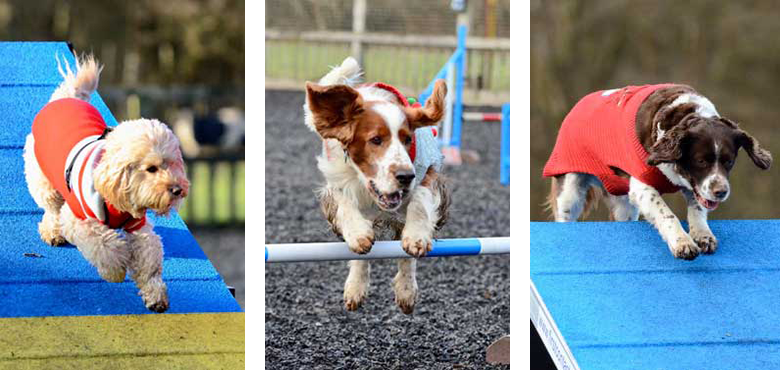 Dingley Dell Dog Agility Training in Pirbright, Surrey 